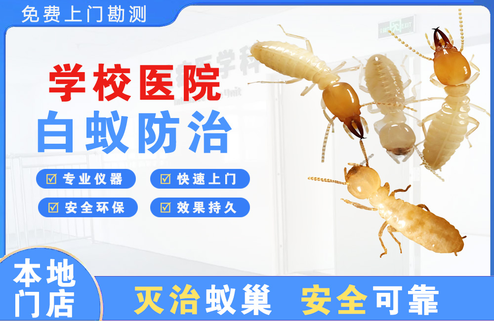 大丰学校医院白蚁防治