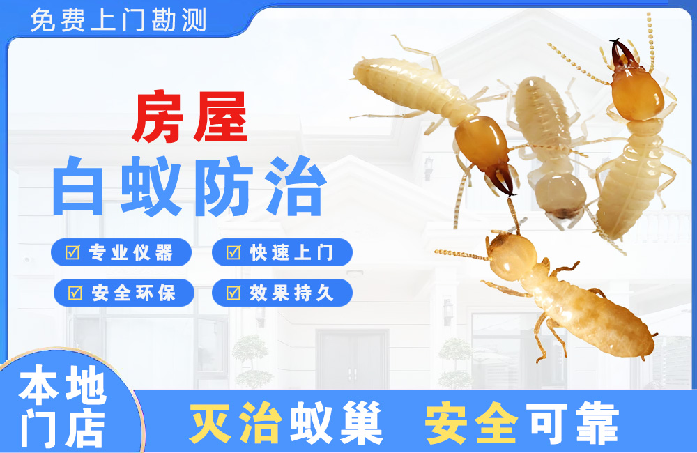 大丰房屋白蚁防治